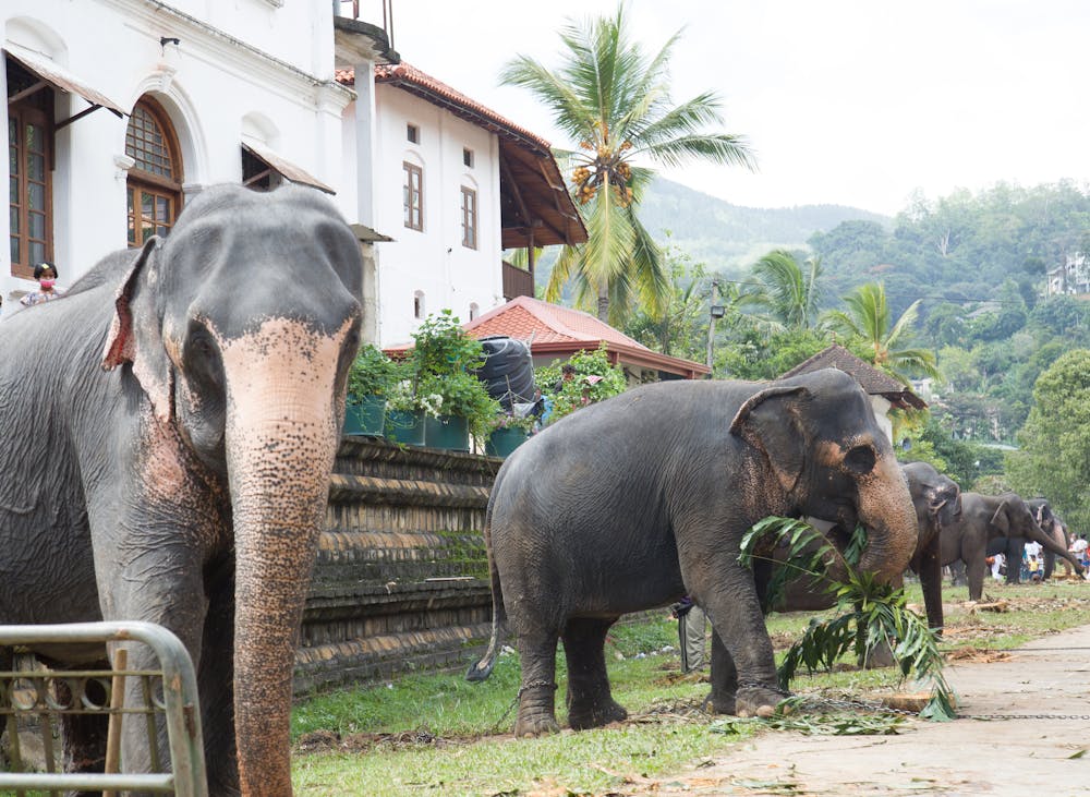 Kandy