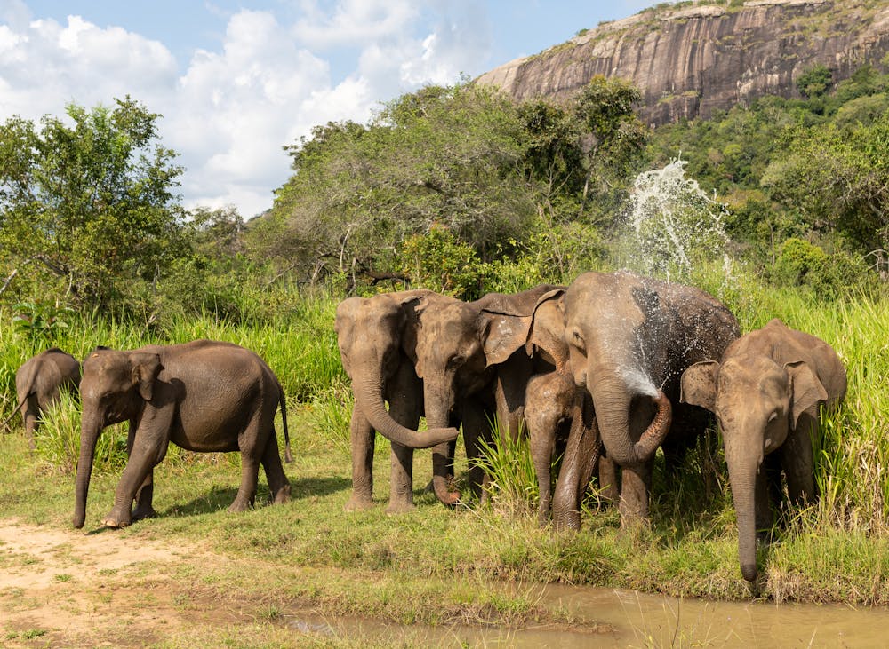 Sri Lanka in April: Weather, Places to Visit & Tips