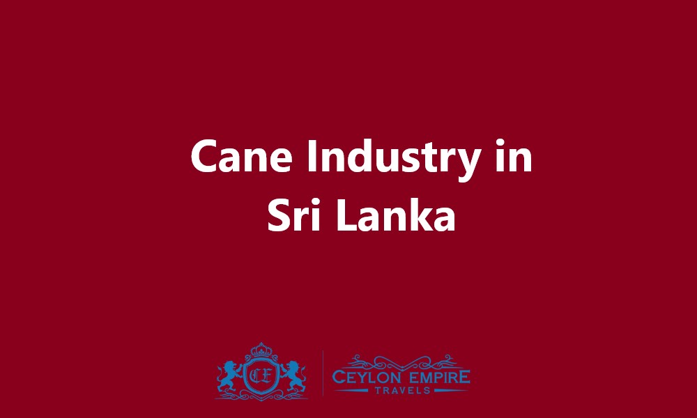 Cane Industry in Sri Lanka