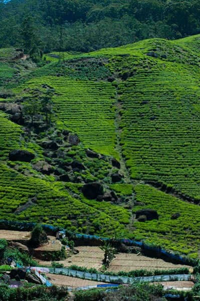 Explore Tea Country