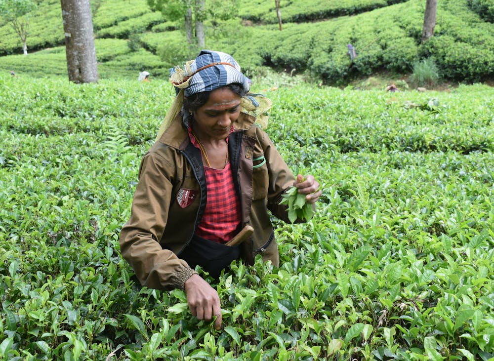 Sri Lanka in December: Weather, Best Places & Travel Tips