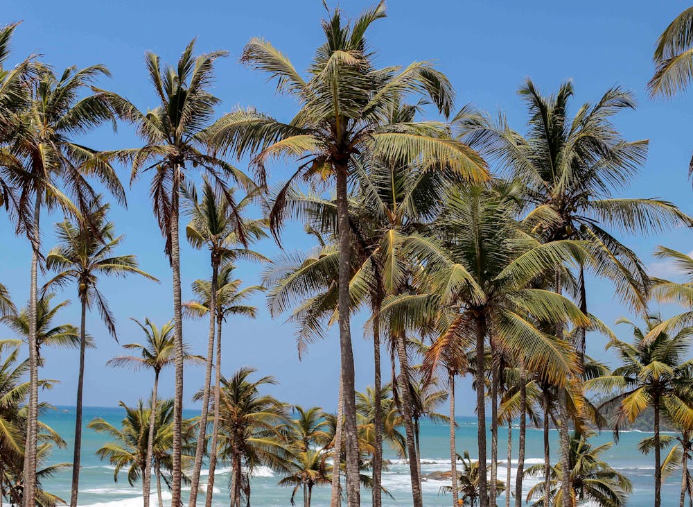 Sri Lanka in January: Best Places to Visit, Weather & Travel Tips