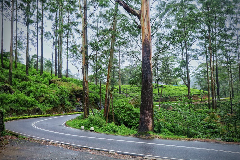 Sri Lanka in August – Weather, Best Places to Visit & Travel Tips