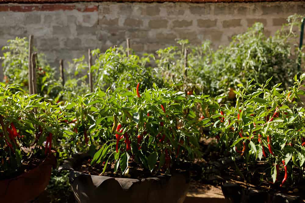 Matale Spice Gardens