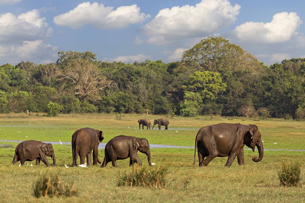 Minneriya National Park