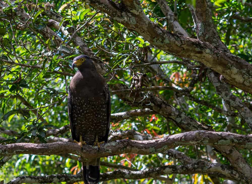 Wilpattu National Park